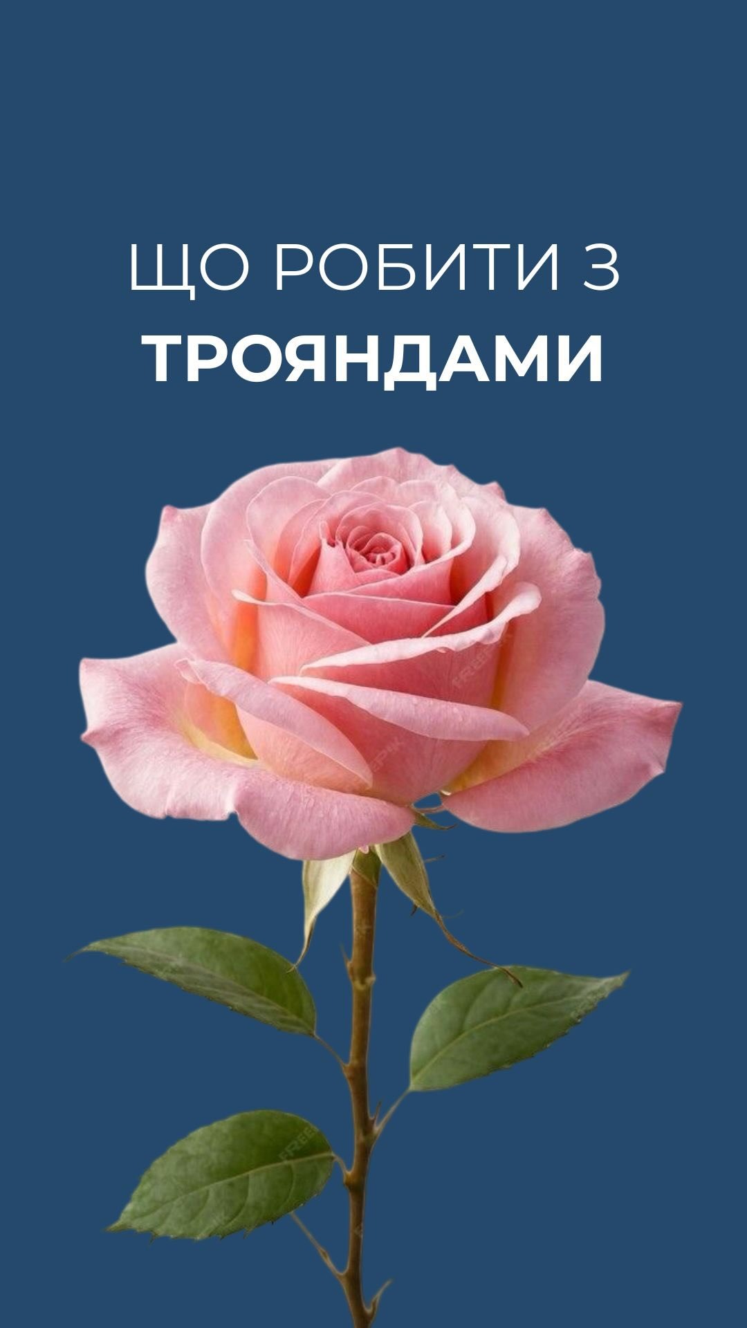 Курси флористики Amsterdam Flower School